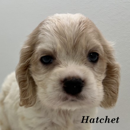 puppy, for, sale, Cockalier, Joe & Cherri  Overlease, dog, breeder, Miller, MO, dog-breeder, puppy-for-sale, forsale, nearby, find, puppyfind, locator, puppylocator, aca